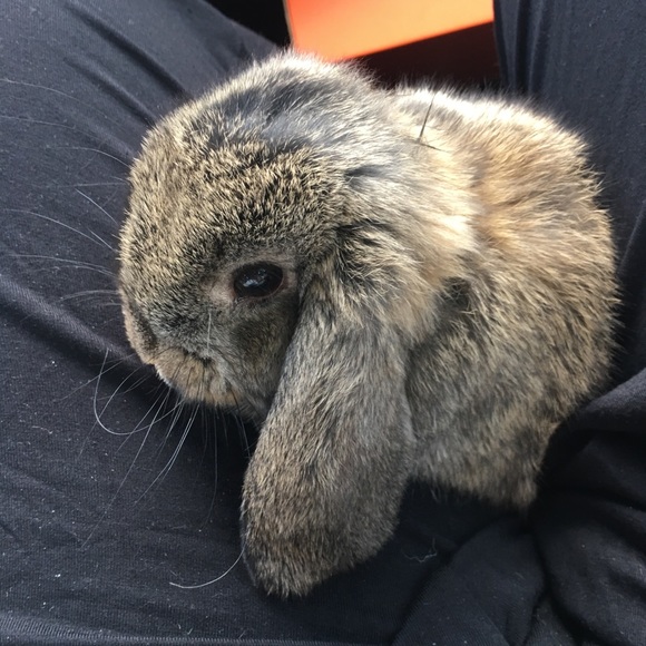 Pet Friendly Home 🖤 Please Read 🖤 - Picture 4 of 5